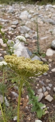 Ammi
