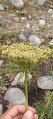 Ammi