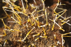Gliocladium polyporicola