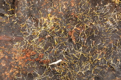 Gliocladium polyporicola
