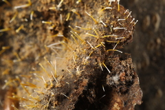Gliocladium polyporicola
