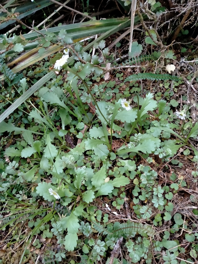 Brachyscome radicata