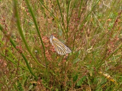 Tatochila xanthodice