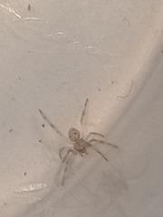 Latrodectus hasselti