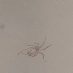 Latrodectus hasselti