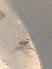 Latrodectus hasselti