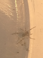 Latrodectus hasselti