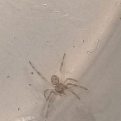 Latrodectus hasselti