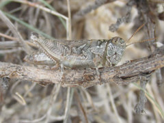 Melanoplus kennicottii