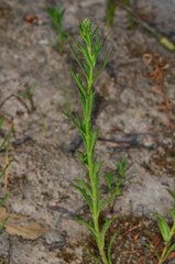 Haloragis heterophylla