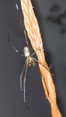 Leucauge argyra