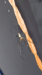 Leucauge argyra