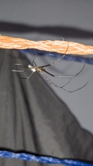 Leucauge argyra