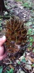 Bruceholstia magnifolia