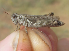 Melanoplus kennicottii