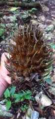 Bruceholstia magnifolia