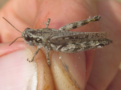 Melanoplus kennicottii