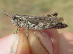 Melanoplus kennicottii