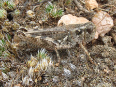 Melanoplus kennicottii