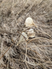 Asclepias engelmanniana