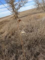 Asclepias engelmanniana