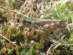 Melanoplus kennicottii