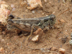 Melanoplus kennicottii