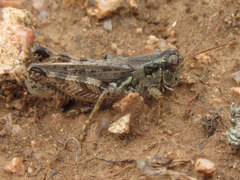 Melanoplus kennicottii