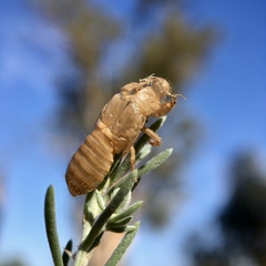 Cicadettini