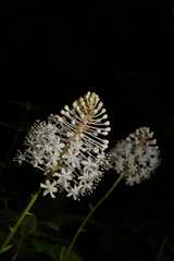 Melanthiaceae