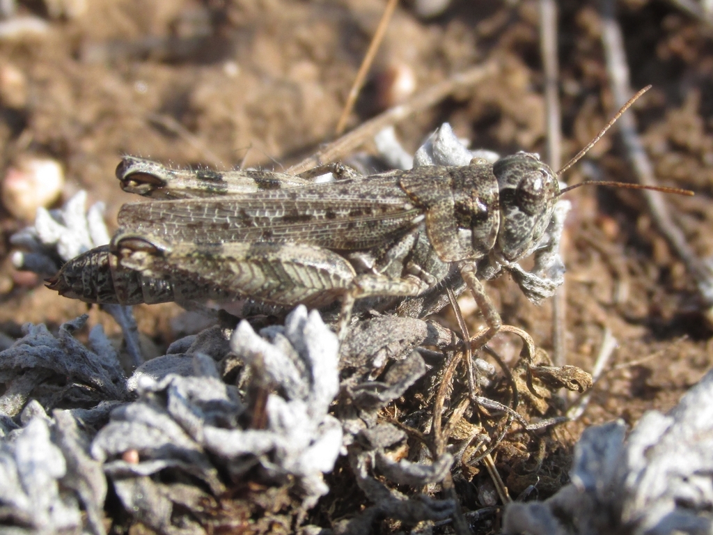 Kennicott's Spur-throat Grasshopper