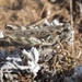 Kennicott's Spur-throat Grasshopper - Photo (c) Mathew L. Brust, some rights reserved (CC BY-NC), uploaded by Mathew L. Brust