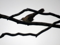 Mimus saturninus