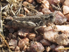Melanoplus kennicottii