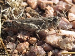 Melanoplus kennicottii