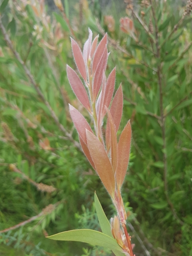 Melaleuca citrina