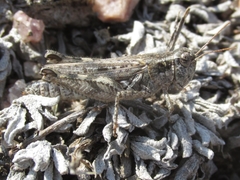 Melanoplus kennicottii
