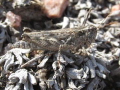 Melanoplus kennicottii