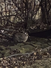 Sylvilagus floridanus