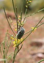 Julodis manipularis