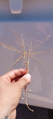Enteropogon acicularis