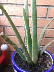 Aloe
