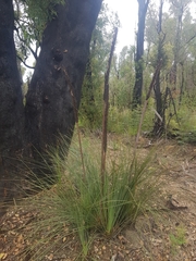 Xanthorrhoea concava