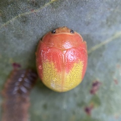 Paropsisterna pictipes