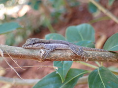Anolis scriptus