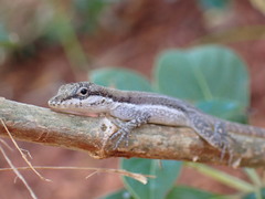 Anolis scriptus