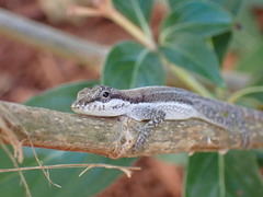 Anolis scriptus