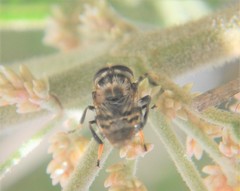 Copestylum alberlena