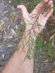 Acacia genistifolia