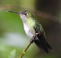 Taphrospilus hypostictus